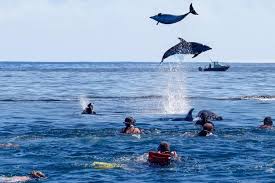Kizimkazi Dolphin Tour