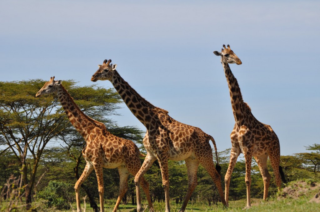 Safari Packages