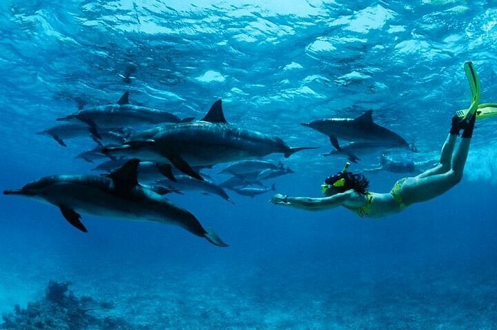 Mnemba Atoll Snorkeling